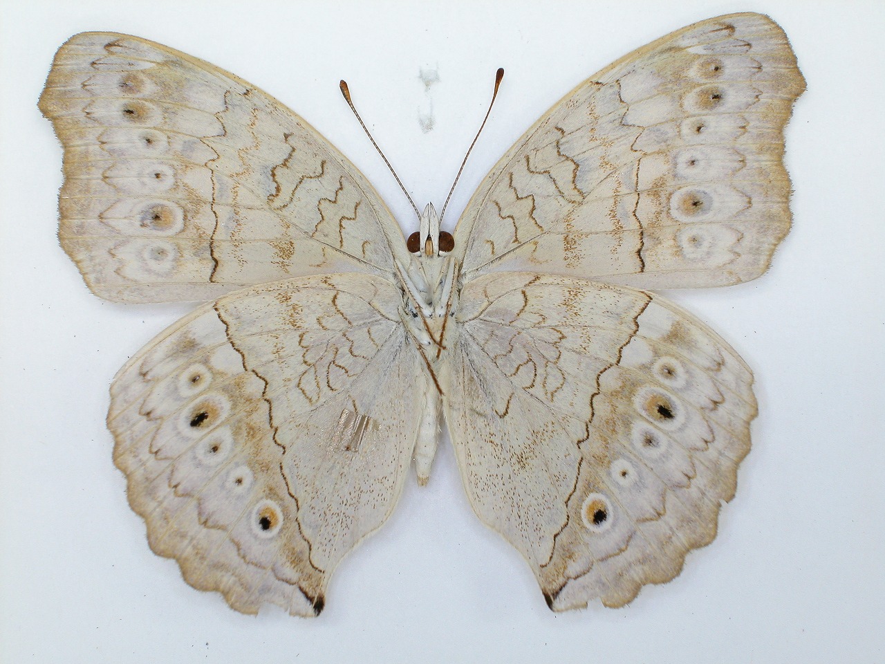 https://www.hitohaku.jp/material/l-material/butterfly-wing/3-nymphalidae/B1-34821_B.jpg