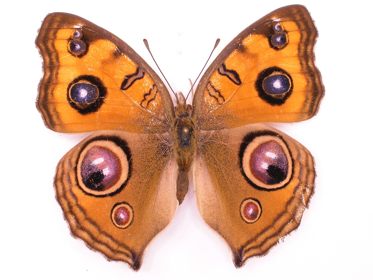 https://www.hitohaku.jp/material/l-material/butterfly-wing/3-nymphalidae/B1-34839_A.jpg