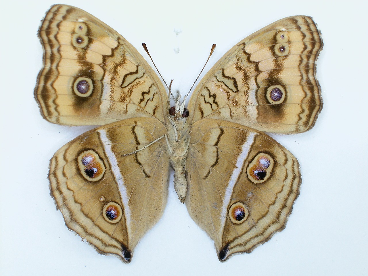 https://www.hitohaku.jp/material/l-material/butterfly-wing/3-nymphalidae/B1-34839_B.jpg