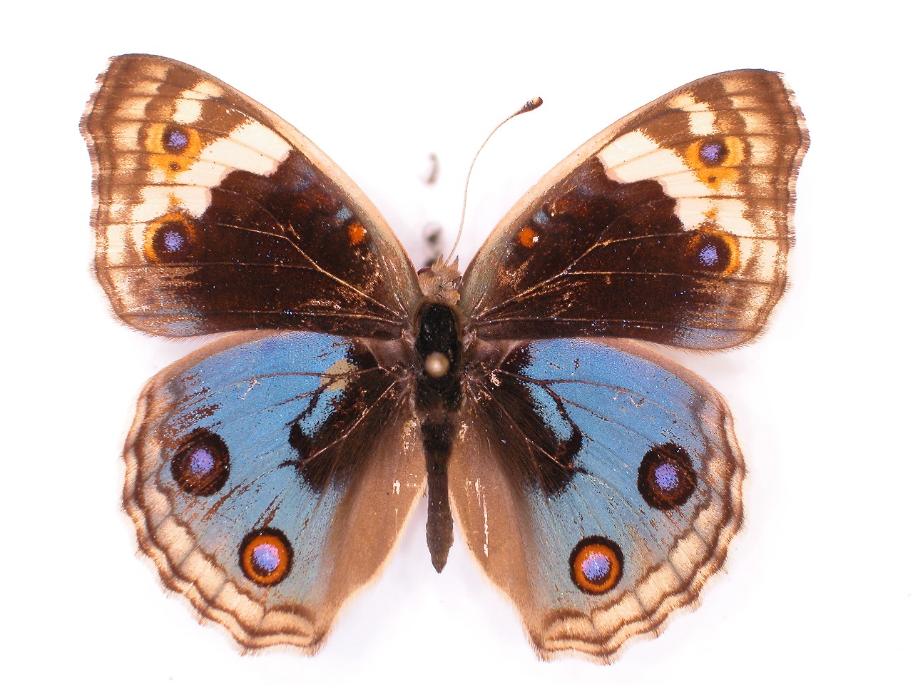 https://www.hitohaku.jp/material/l-material/butterfly-wing/3-nymphalidae/B1-34870_A.jpg