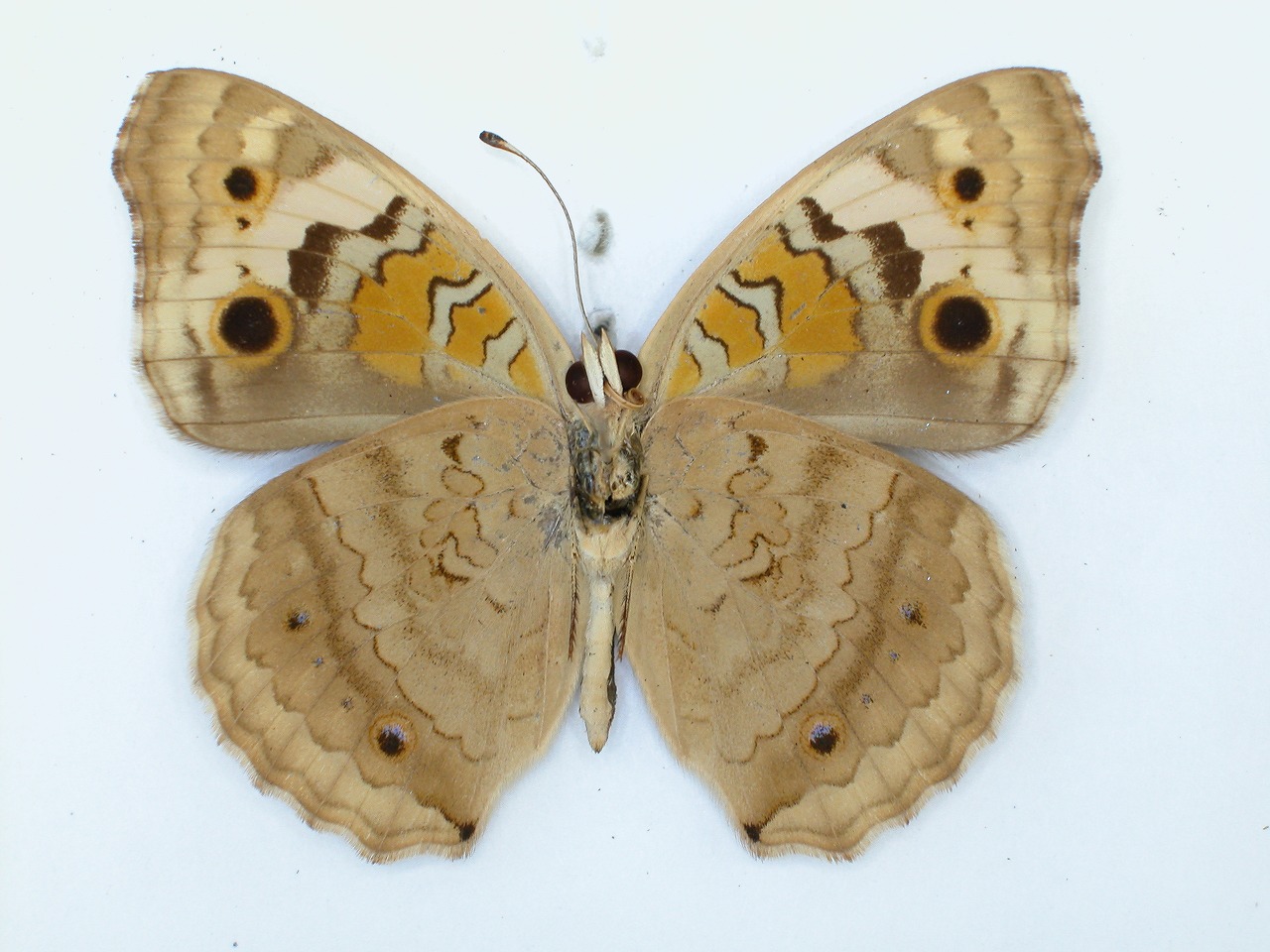 https://www.hitohaku.jp/material/l-material/butterfly-wing/3-nymphalidae/B1-34870_B.jpg