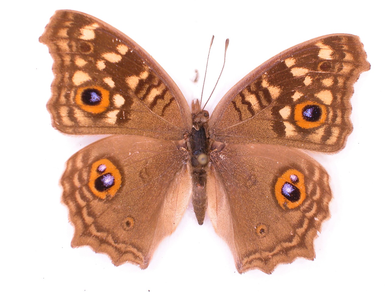https://www.hitohaku.jp/material/l-material/butterfly-wing/3-nymphalidae/B1-34934_A.jpg