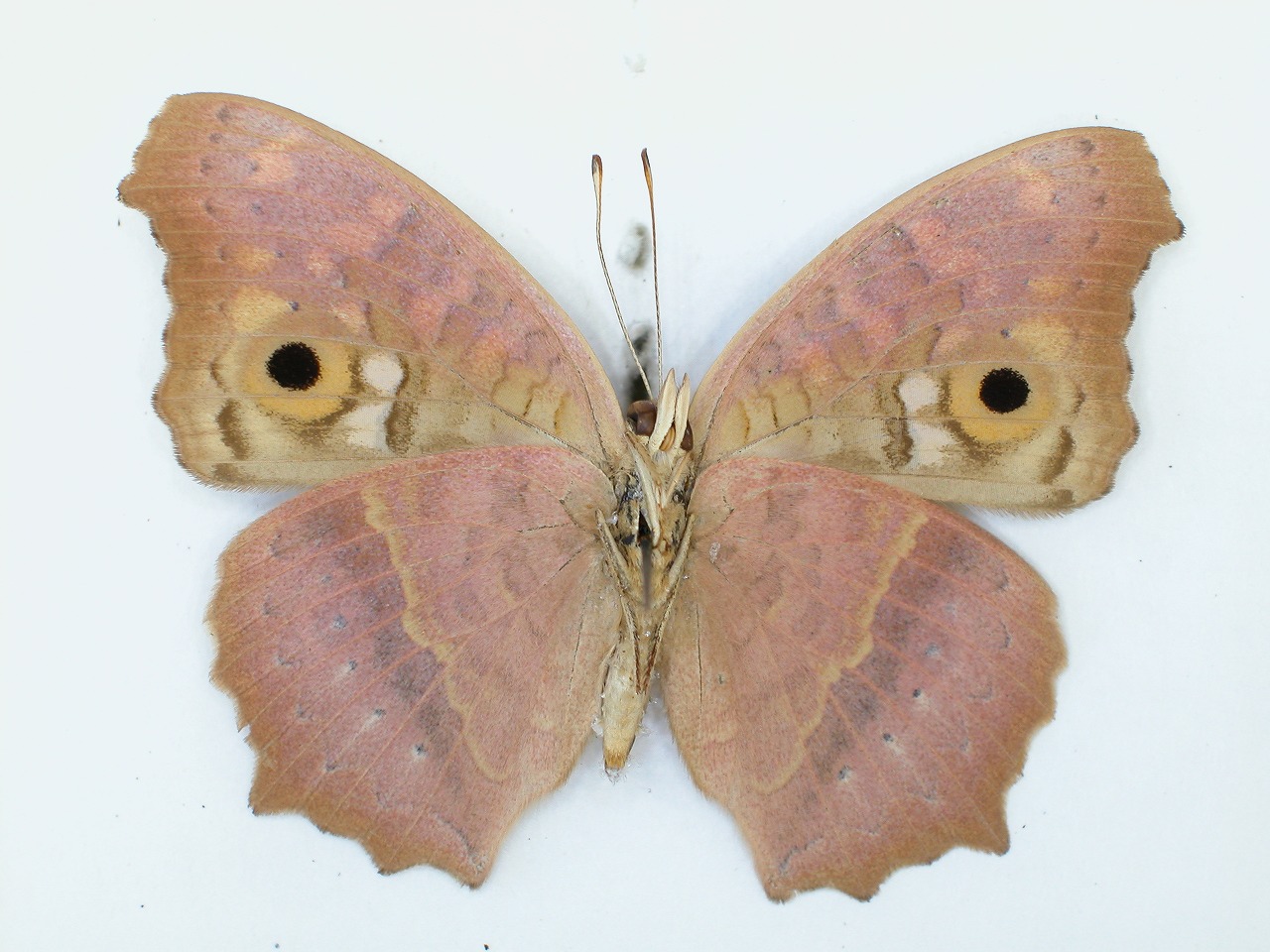 https://www.hitohaku.jp/material/l-material/butterfly-wing/3-nymphalidae/B1-34934_B.jpg