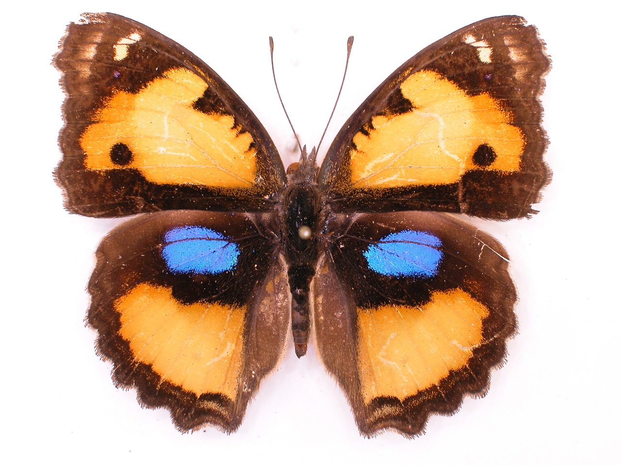 https://www.hitohaku.jp/material/l-material/butterfly-wing/3-nymphalidae/B1-34954_A.jpg