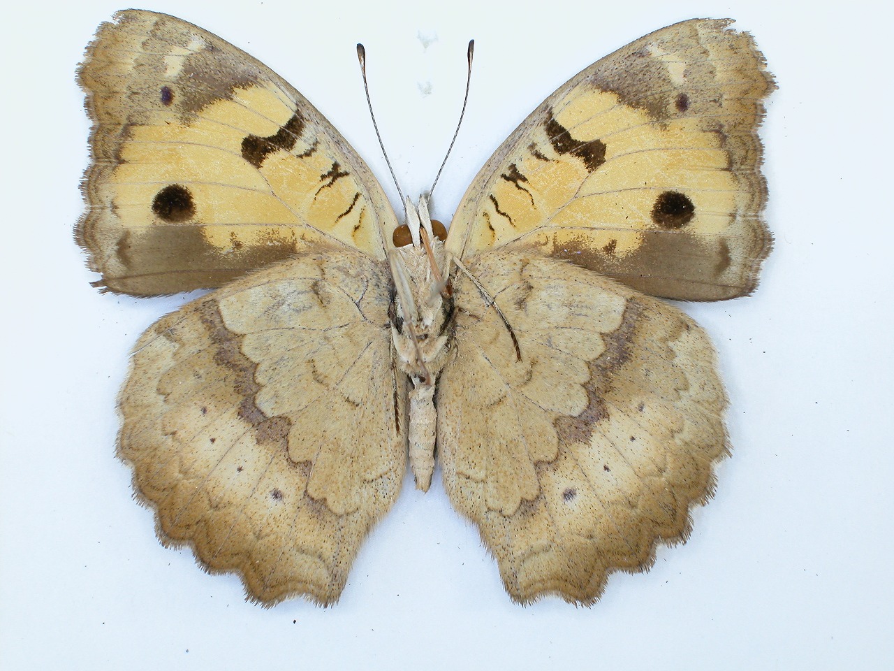 https://www.hitohaku.jp/material/l-material/butterfly-wing/3-nymphalidae/B1-34954_B.jpg