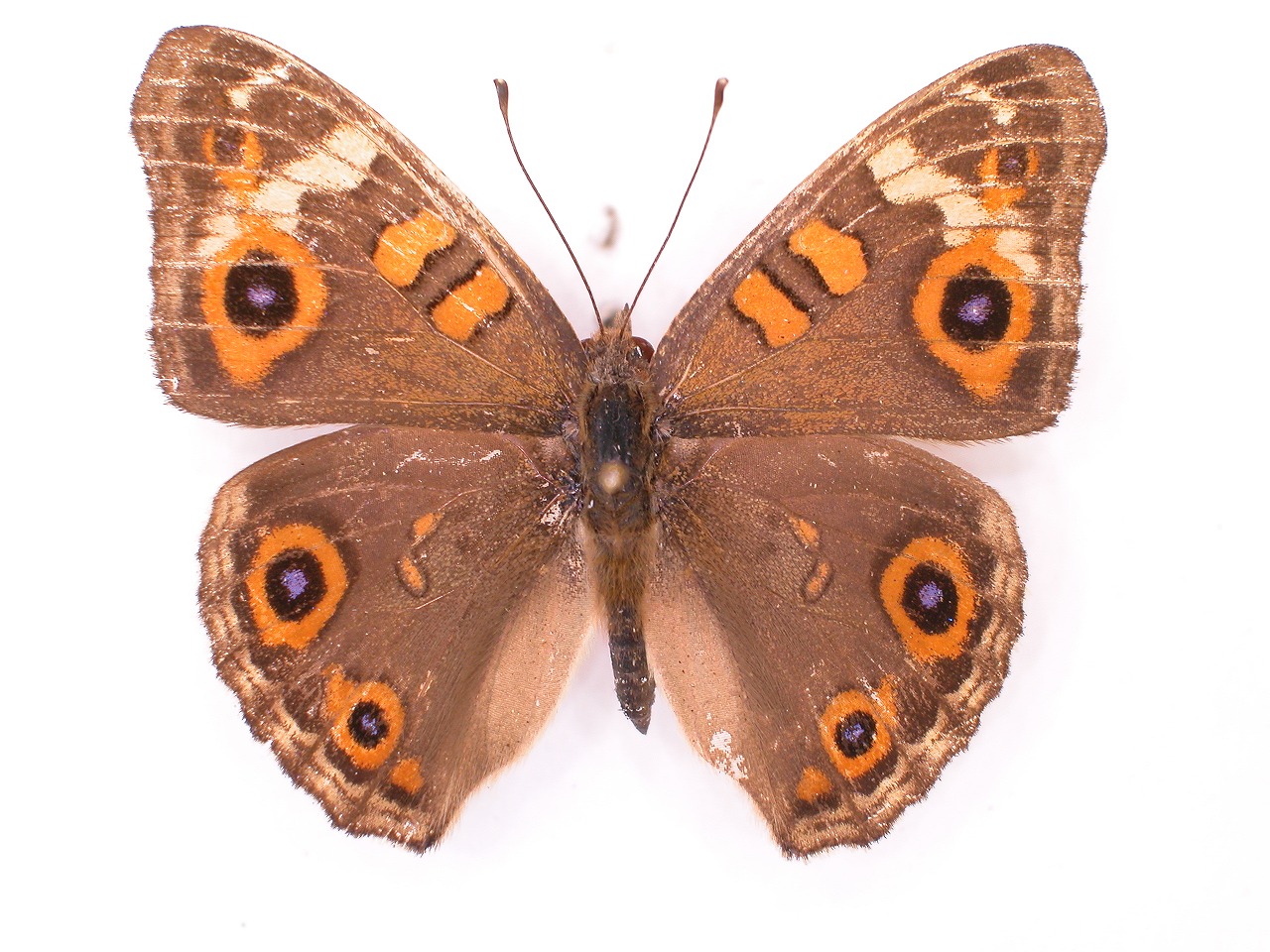 https://www.hitohaku.jp/material/l-material/butterfly-wing/3-nymphalidae/B1-34962_A.jpg