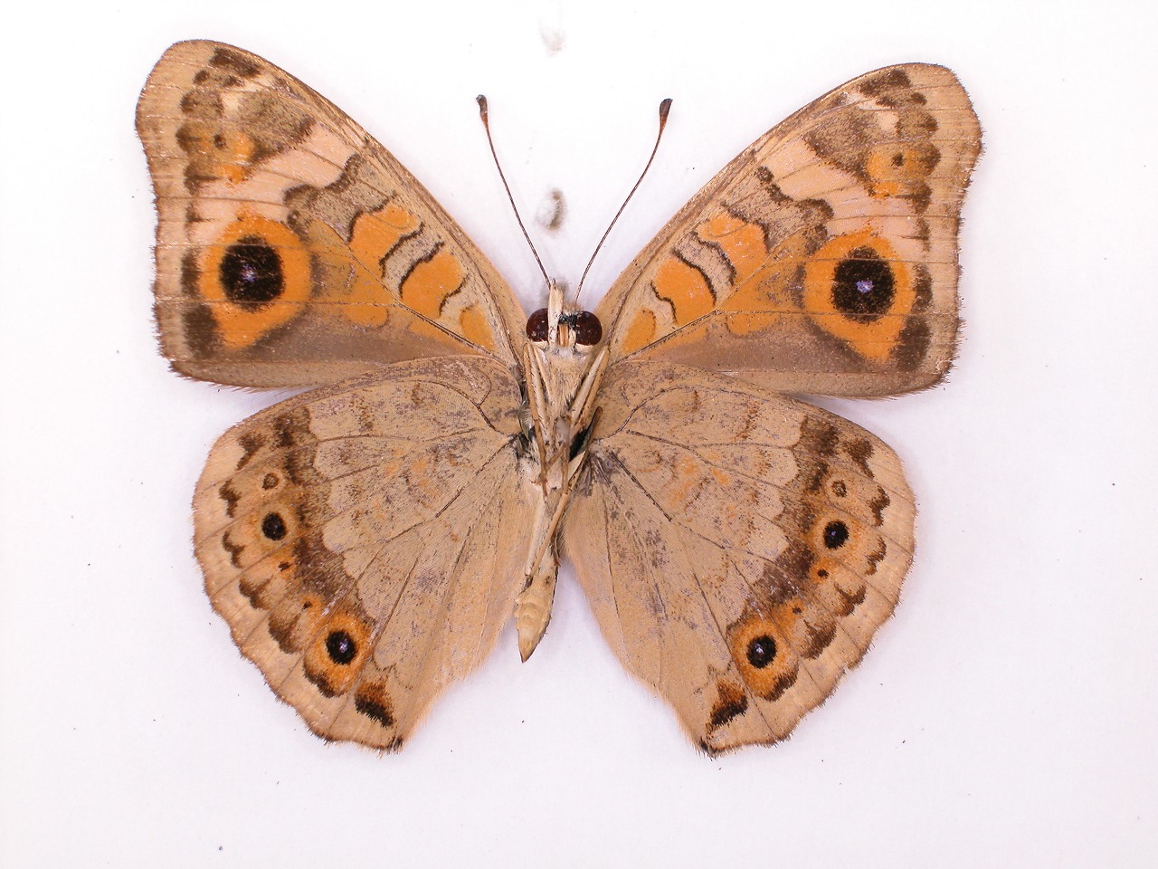 https://www.hitohaku.jp/material/l-material/butterfly-wing/3-nymphalidae/B1-34962_B.jpg