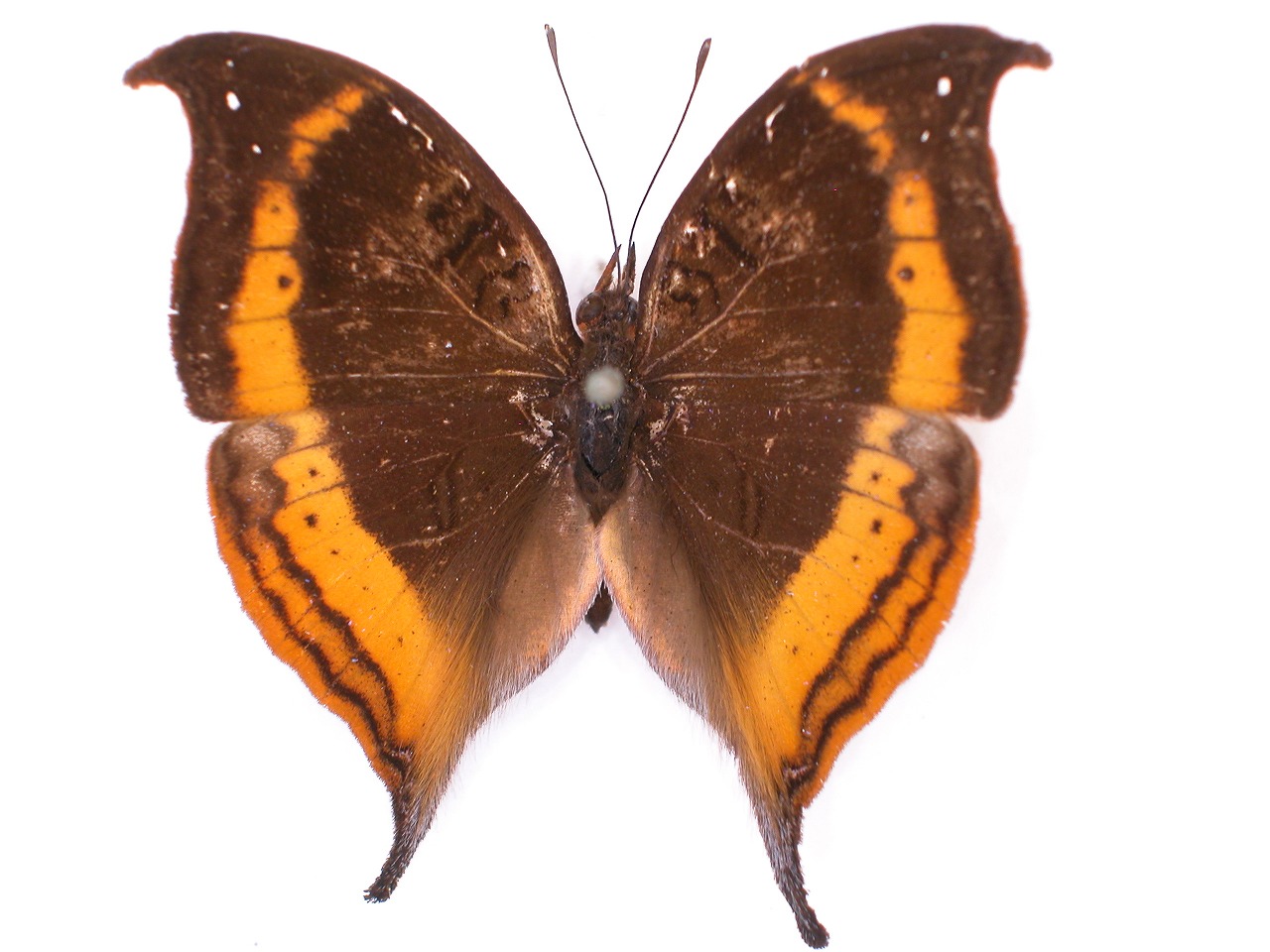 https://www.hitohaku.jp/material/l-material/butterfly-wing/3-nymphalidae/B1-35027_A.jpg