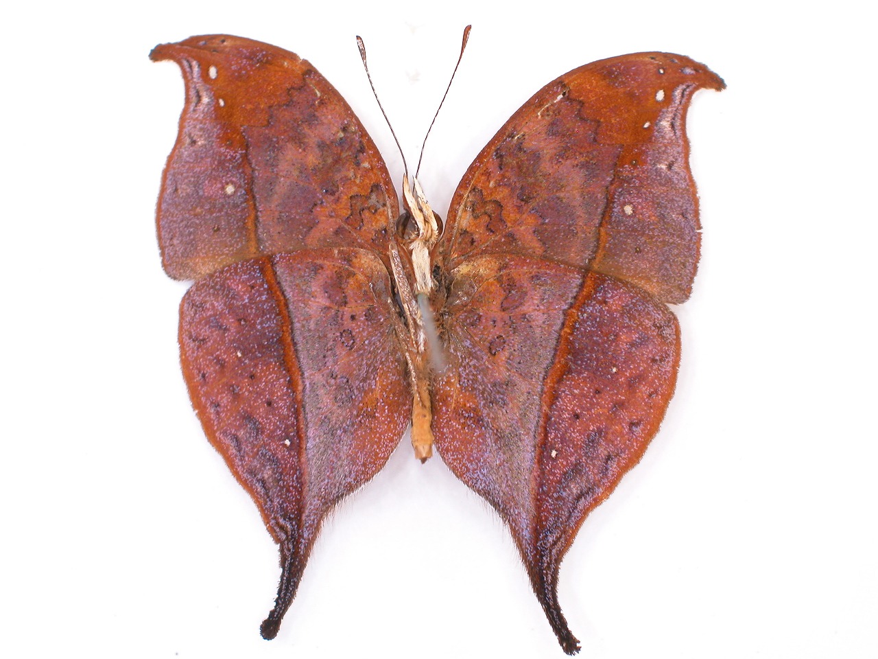 https://www.hitohaku.jp/material/l-material/butterfly-wing/3-nymphalidae/B1-35027_B.jpg