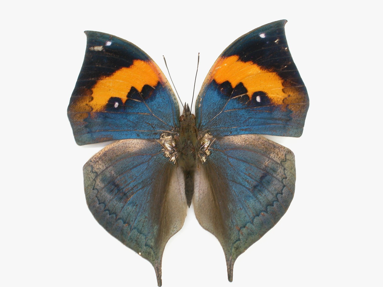 https://www.hitohaku.jp/material/l-material/butterfly-wing/3-nymphalidae/B1-35064_A.jpg