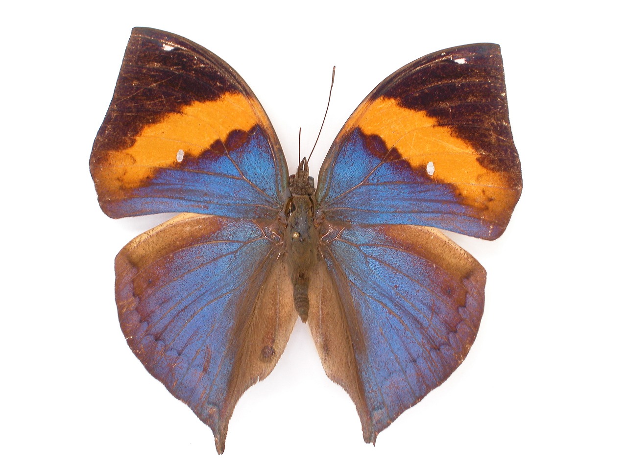 https://www.hitohaku.jp/material/l-material/butterfly-wing/3-nymphalidae/B1-35072_A.jpg