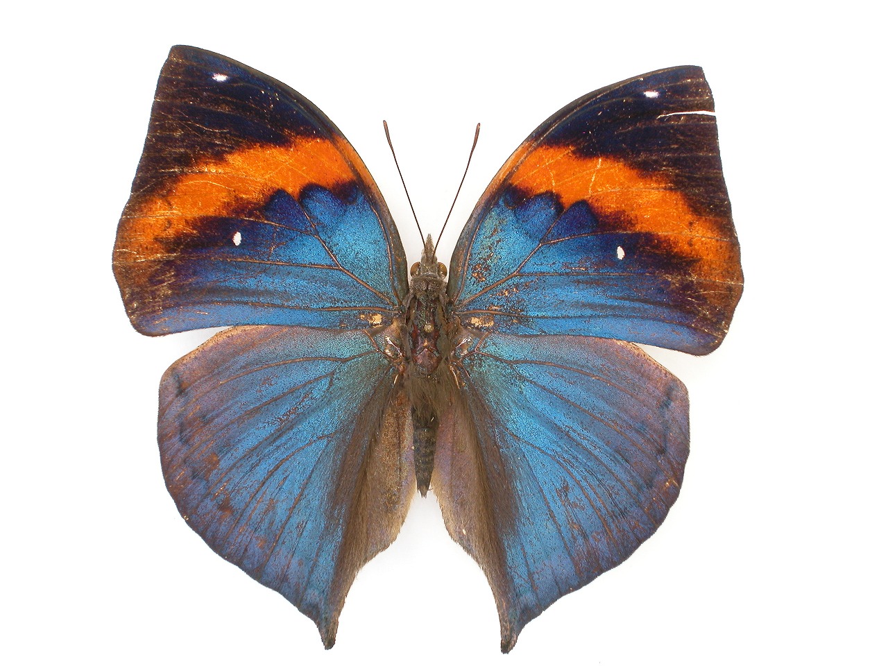 https://www.hitohaku.jp/material/l-material/butterfly-wing/3-nymphalidae/B1-35080_A.jpg