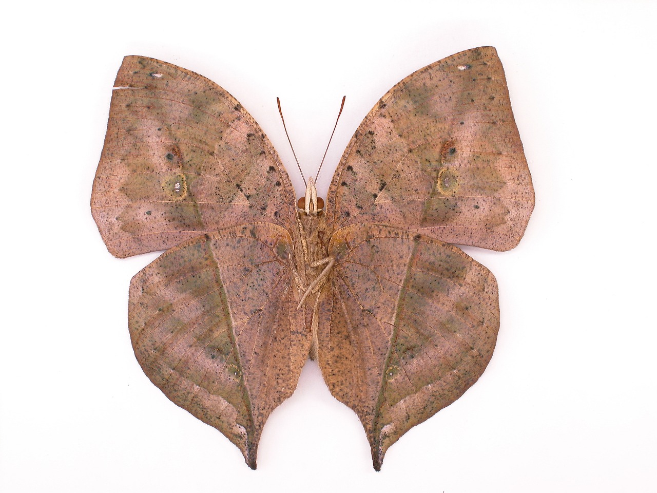 https://www.hitohaku.jp/material/l-material/butterfly-wing/3-nymphalidae/B1-35080_B.jpg