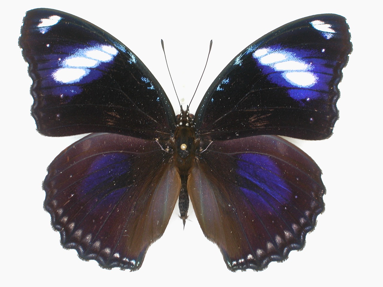 https://www.hitohaku.jp/material/l-material/butterfly-wing/3-nymphalidae/B1-35098_A.jpg