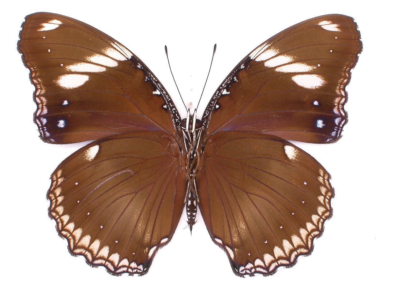 https://www.hitohaku.jp/material/l-material/butterfly-wing/3-nymphalidae/B1-35098_B.jpg