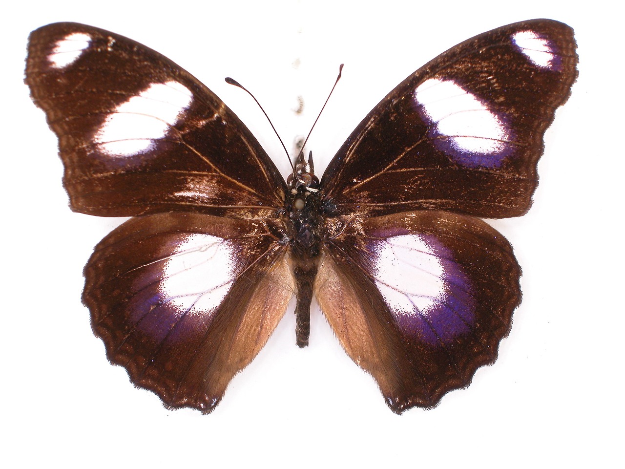 https://www.hitohaku.jp/material/l-material/butterfly-wing/3-nymphalidae/B1-35189_A.jpg
