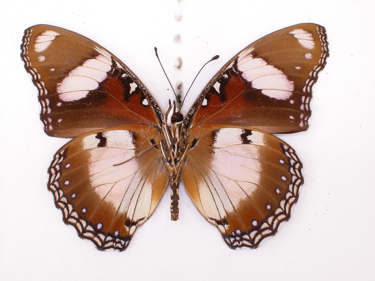 https://www.hitohaku.jp/material/l-material/butterfly-wing/3-nymphalidae/B1-35189_B.jpg