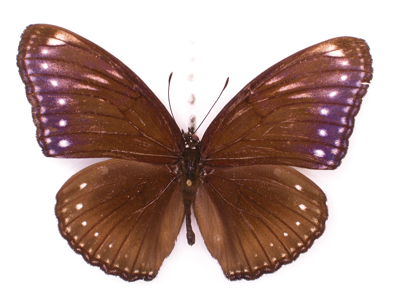 https://www.hitohaku.jp/material/l-material/butterfly-wing/3-nymphalidae/B1-35226_A.jpg