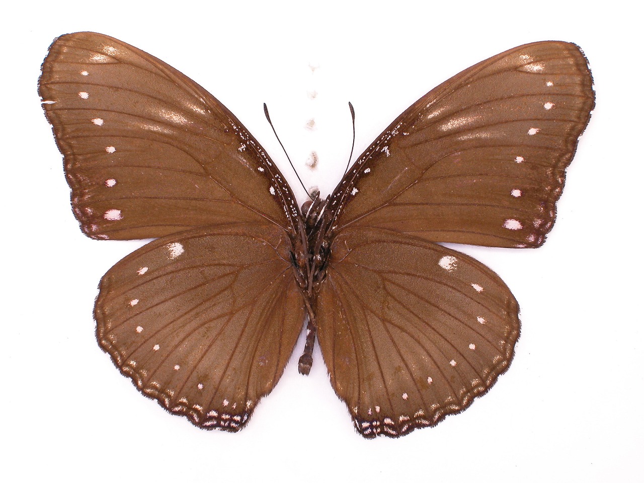 https://www.hitohaku.jp/material/l-material/butterfly-wing/3-nymphalidae/B1-35226_B.jpg