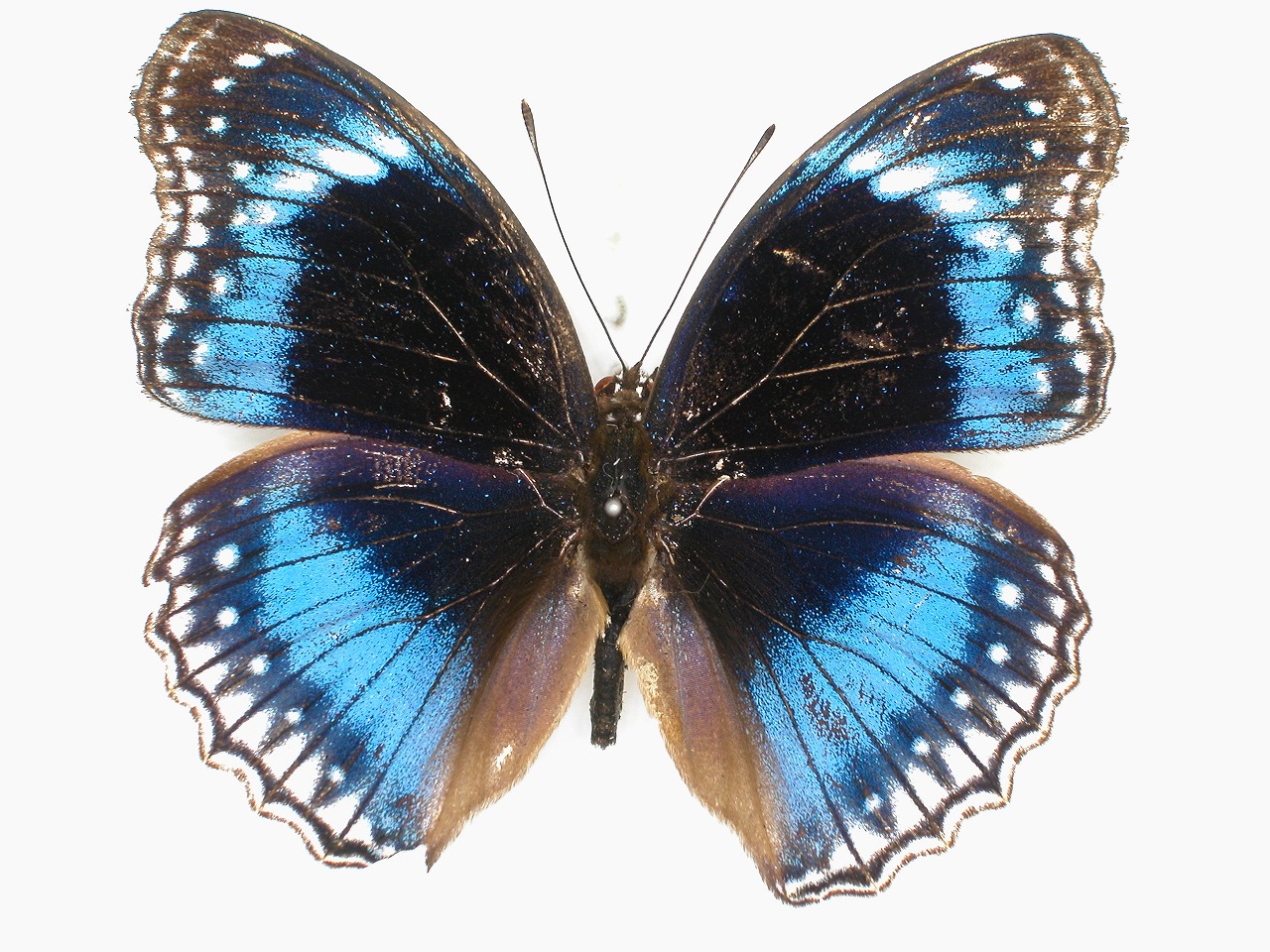 https://www.hitohaku.jp/material/l-material/butterfly-wing/3-nymphalidae/B1-35238_A.jpg