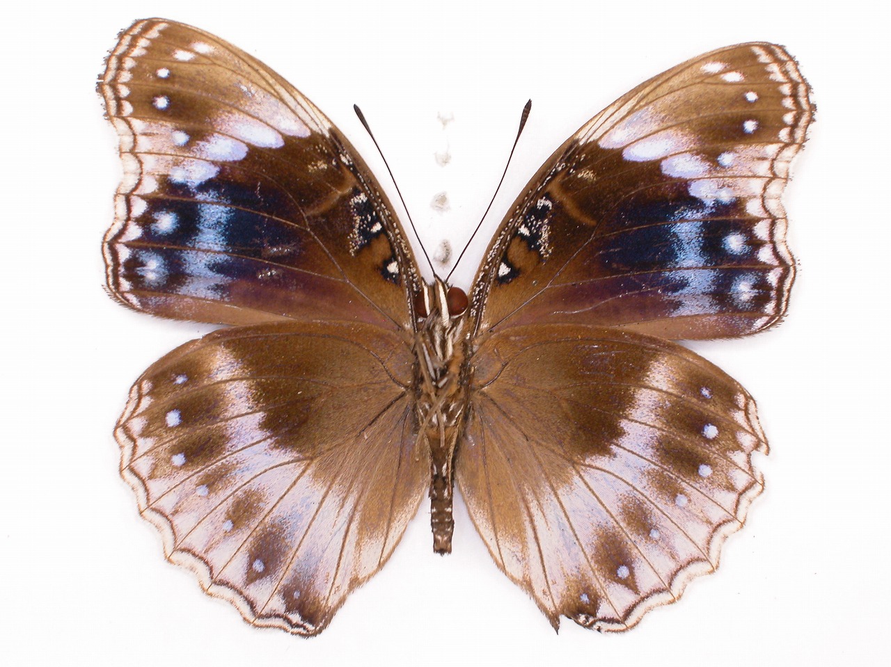 https://www.hitohaku.jp/material/l-material/butterfly-wing/3-nymphalidae/B1-35238_B.jpg