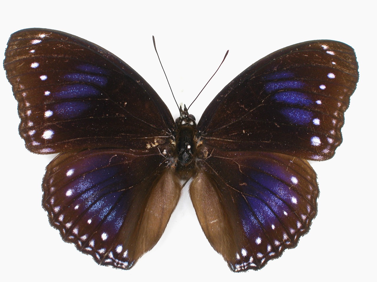 https://www.hitohaku.jp/material/l-material/butterfly-wing/3-nymphalidae/B1-35261_A.jpg