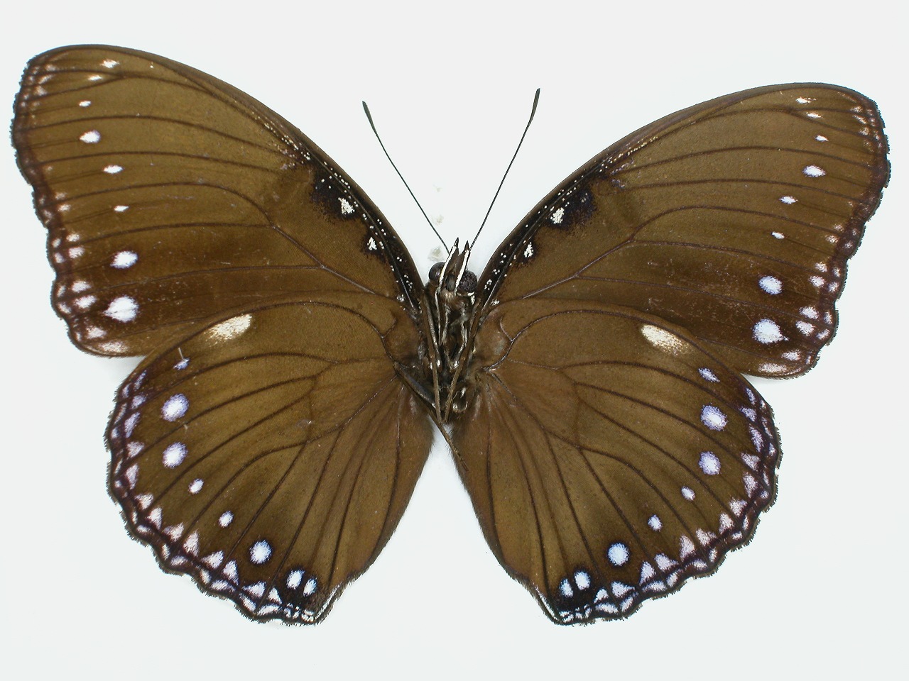 https://www.hitohaku.jp/material/l-material/butterfly-wing/3-nymphalidae/B1-35261_B.jpg