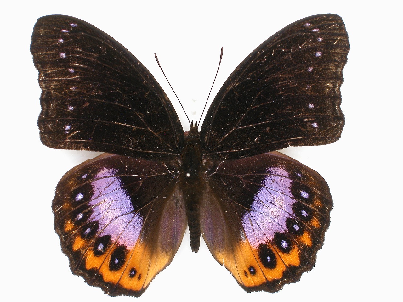 https://www.hitohaku.jp/material/l-material/butterfly-wing/3-nymphalidae/B1-35263_A.jpg