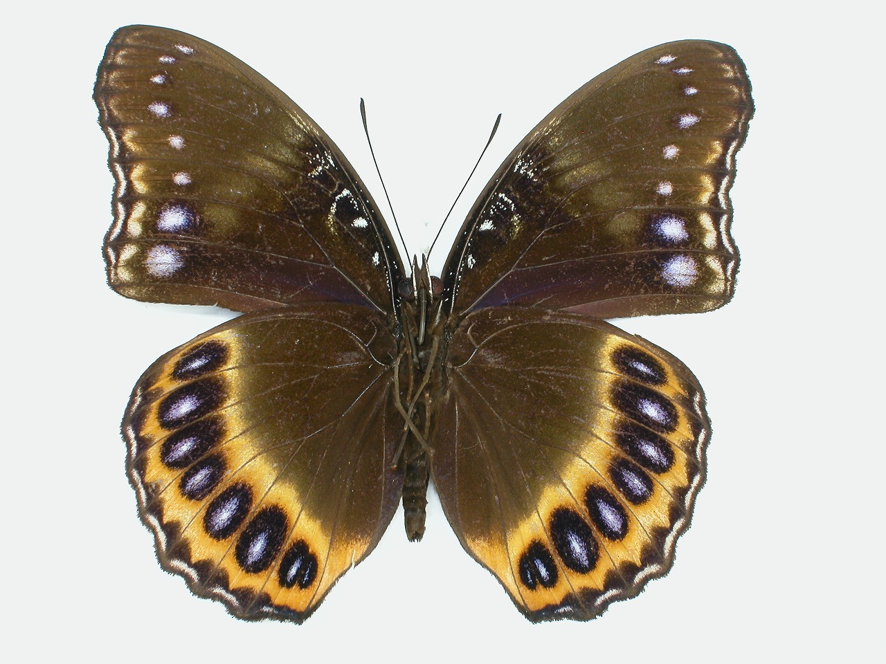 https://www.hitohaku.jp/material/l-material/butterfly-wing/3-nymphalidae/B1-35263_B.jpg