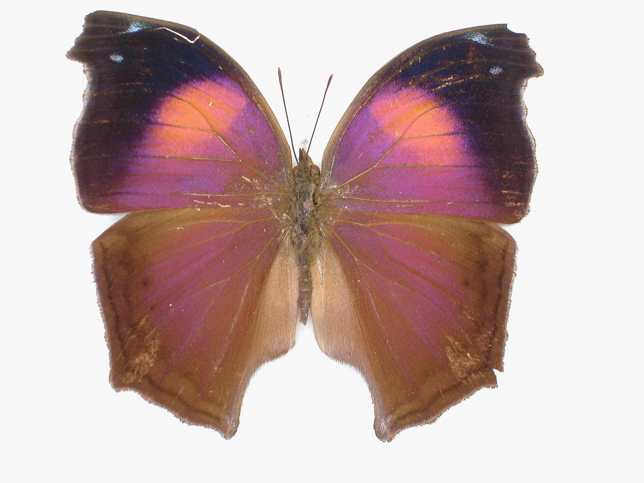 https://www.hitohaku.jp/material/l-material/butterfly-wing/3-nymphalidae/B1-35305_A.jpg