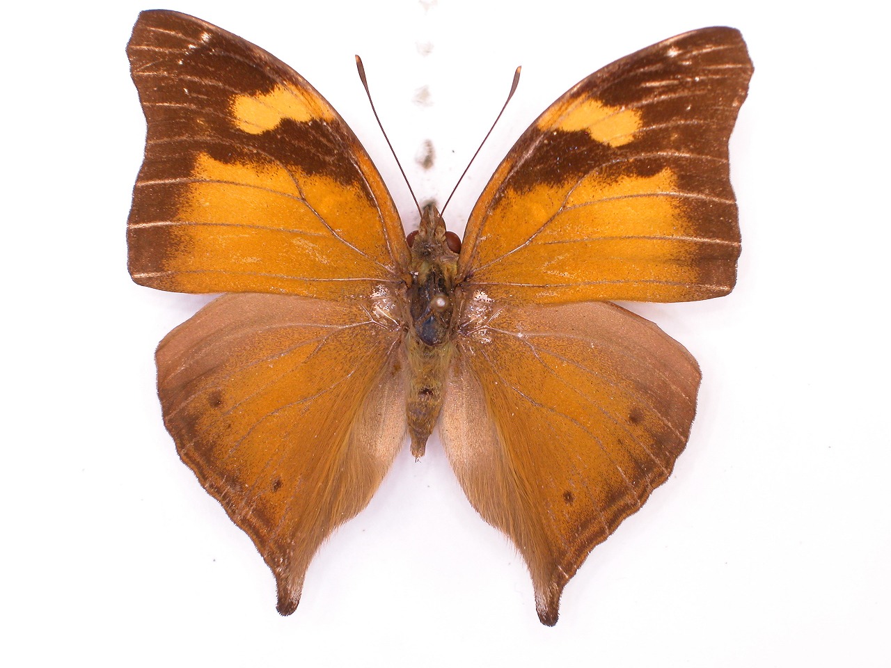 https://www.hitohaku.jp/material/l-material/butterfly-wing/3-nymphalidae/B1-35343_A.jpg