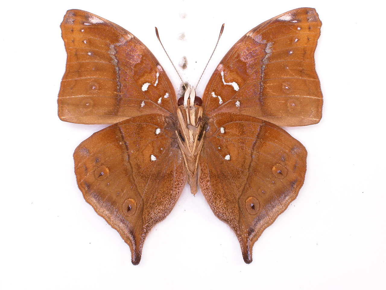 https://www.hitohaku.jp/material/l-material/butterfly-wing/3-nymphalidae/B1-35343_B.jpg