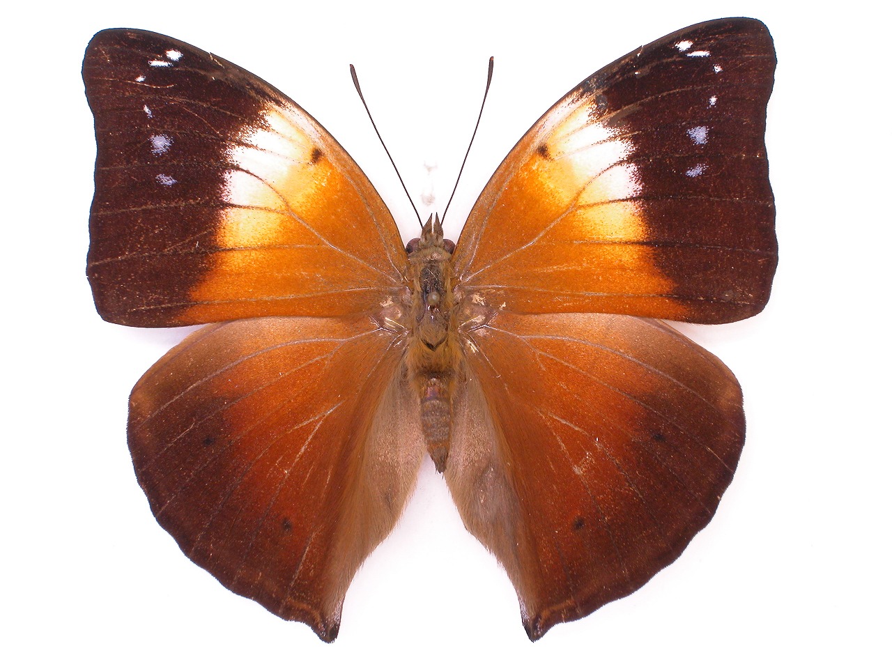 https://www.hitohaku.jp/material/l-material/butterfly-wing/3-nymphalidae/B1-35376_A.jpg