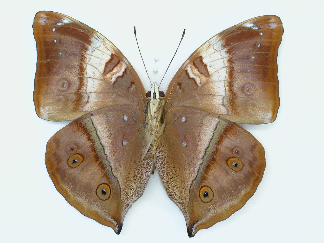 https://www.hitohaku.jp/material/l-material/butterfly-wing/3-nymphalidae/B1-35376_B.jpg