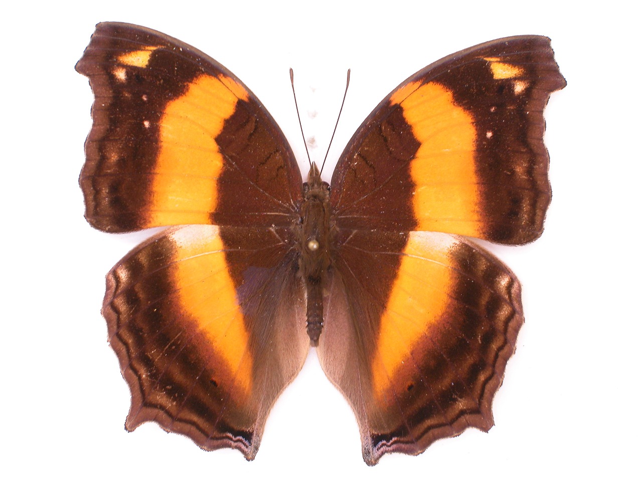 https://www.hitohaku.jp/material/l-material/butterfly-wing/3-nymphalidae/B1-35395_A.jpg