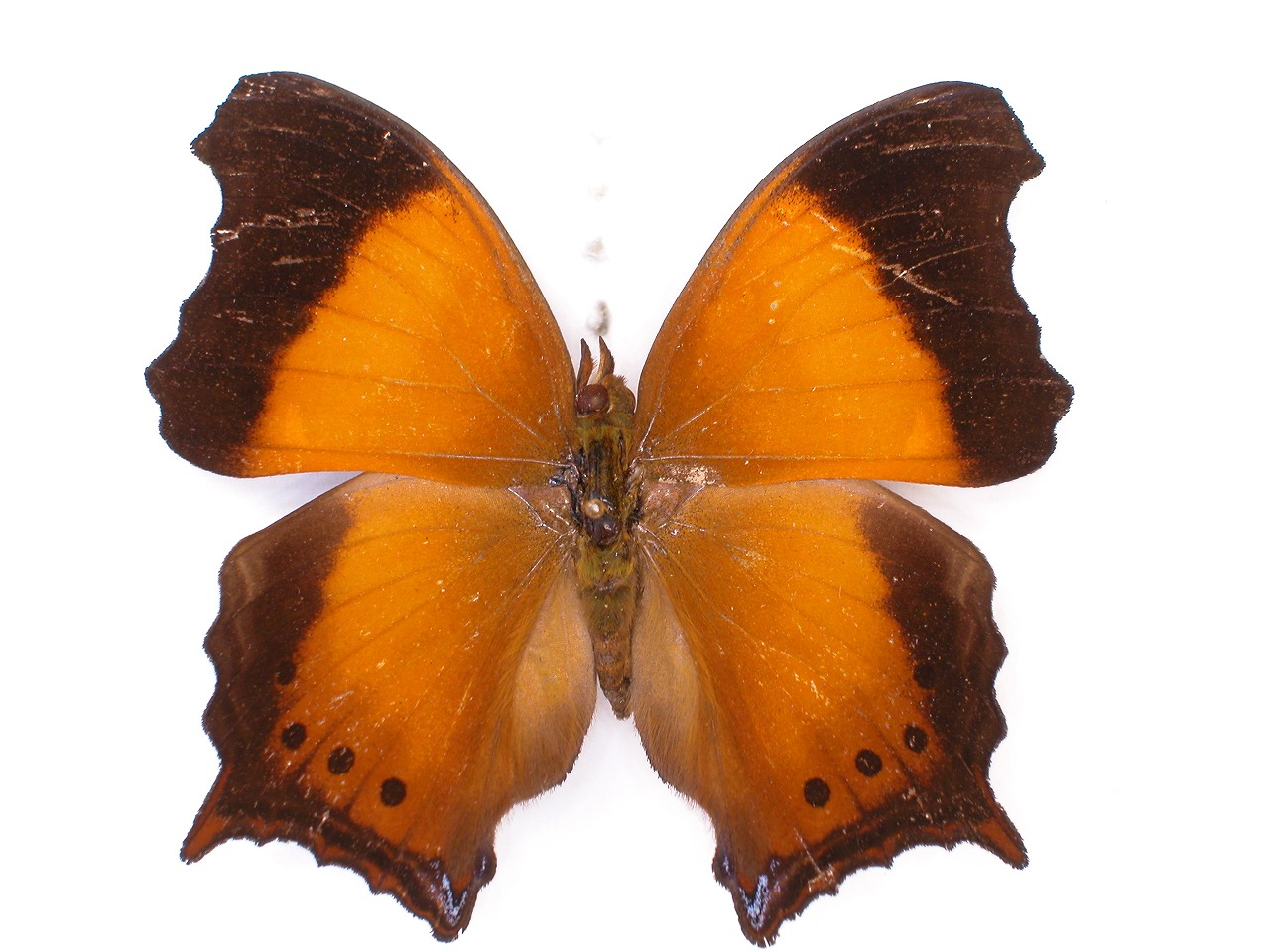 https://www.hitohaku.jp/material/l-material/butterfly-wing/3-nymphalidae/B1-35445_A.jpg