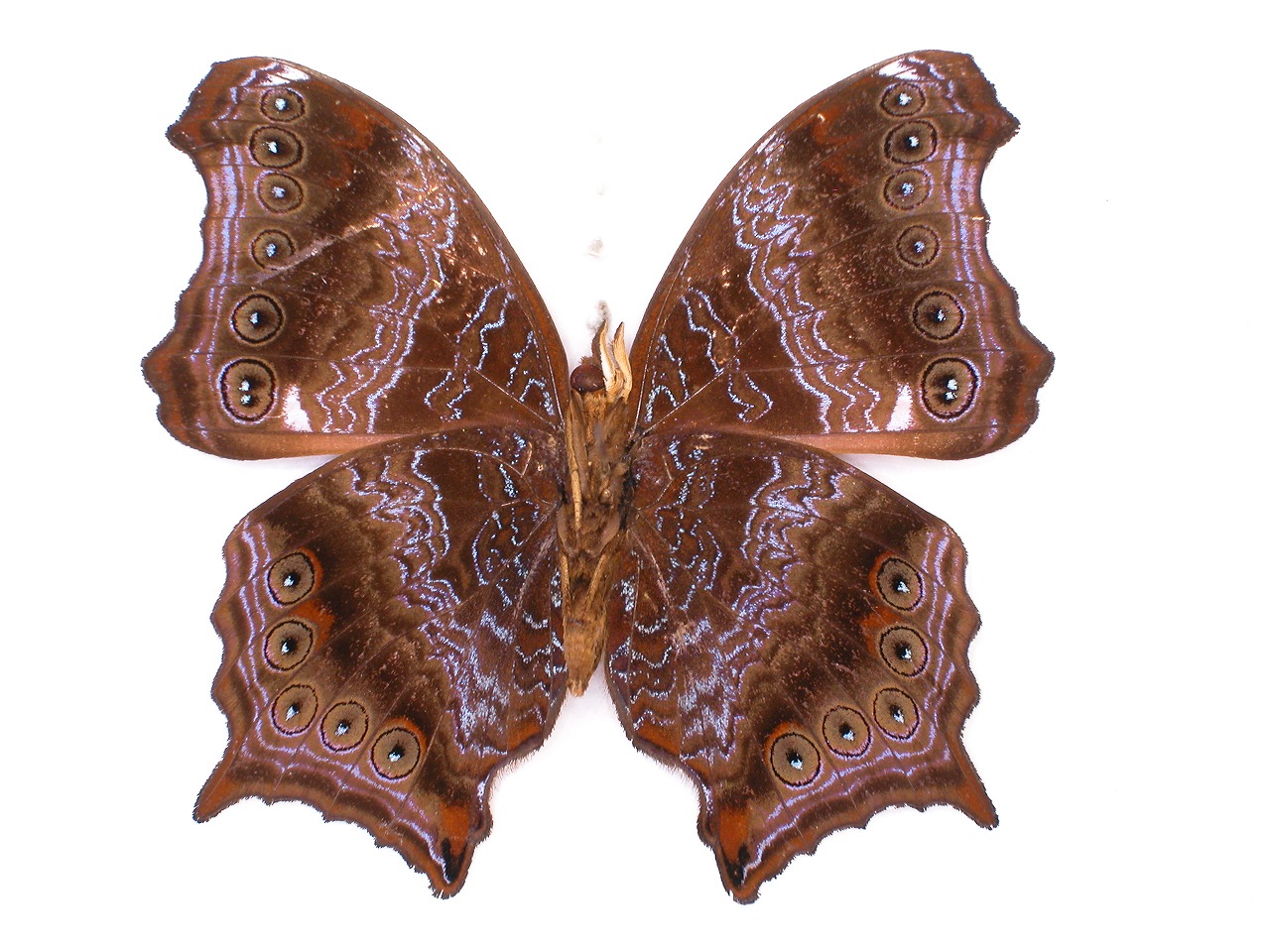 https://www.hitohaku.jp/material/l-material/butterfly-wing/3-nymphalidae/B1-35445_B.jpg