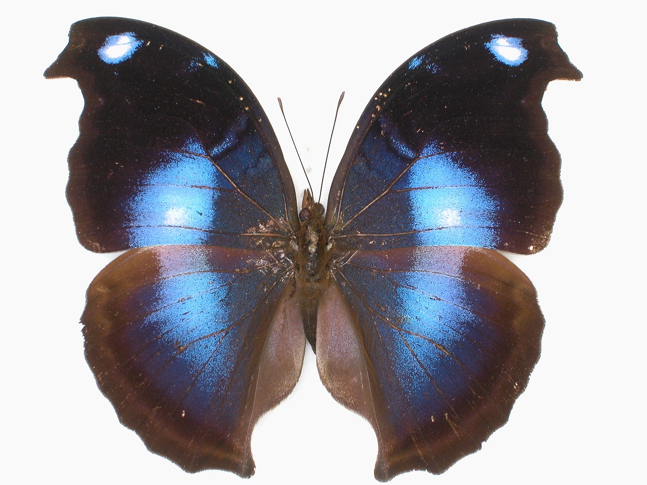 https://www.hitohaku.jp/material/l-material/butterfly-wing/3-nymphalidae/B1-35467_A.jpg