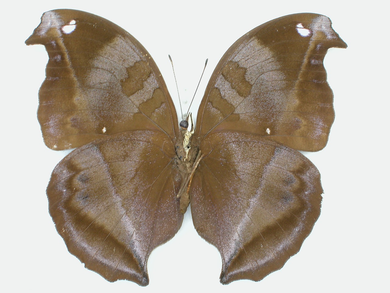 https://www.hitohaku.jp/material/l-material/butterfly-wing/3-nymphalidae/B1-35467_B.jpg
