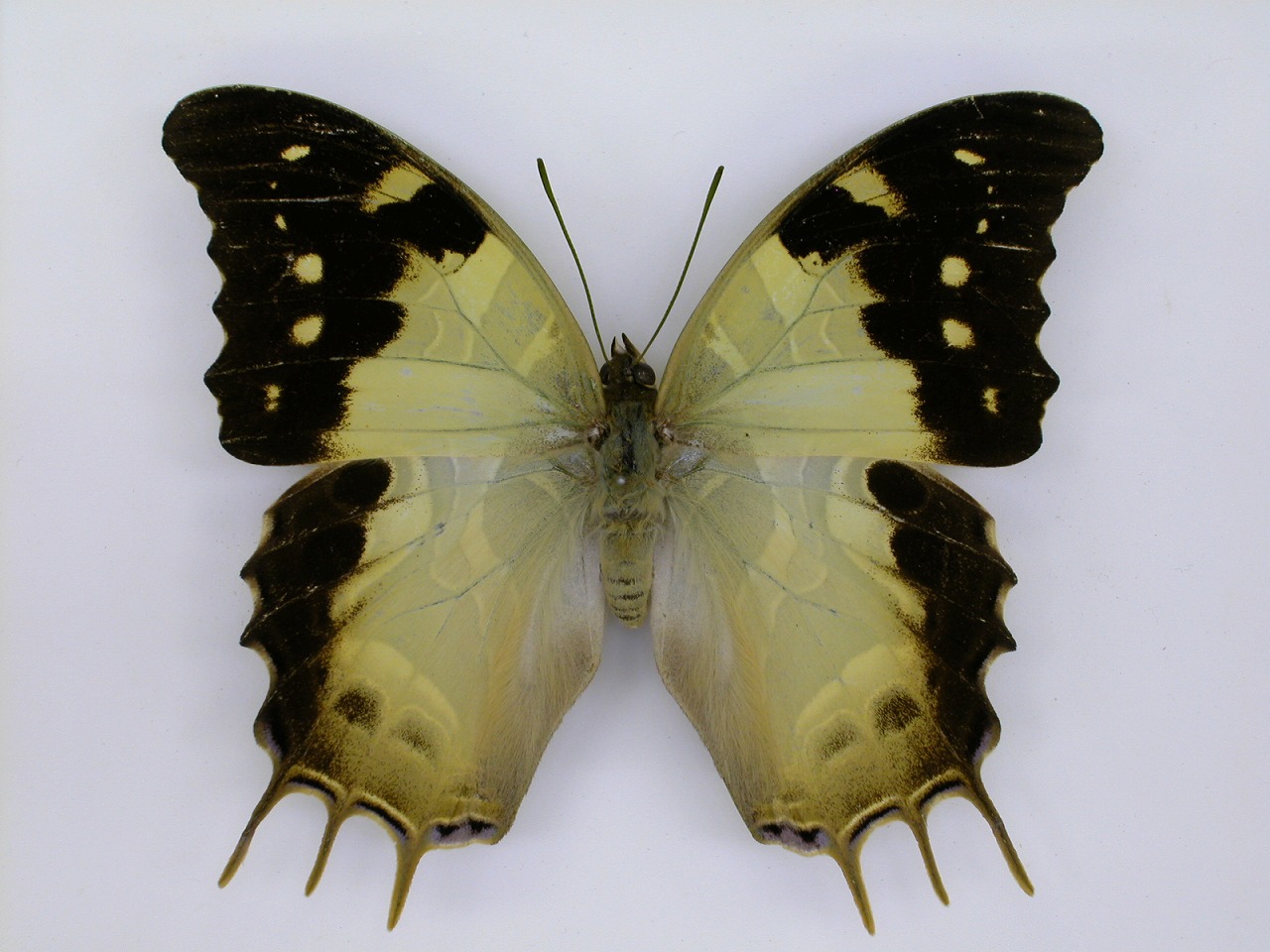 https://www.hitohaku.jp/material/l-material/butterfly-wing/4-polyura-eudamippus/af-0065.jpg