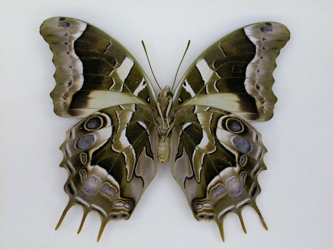 https://www.hitohaku.jp/material/l-material/butterfly-wing/4-polyura-eudamippus/af-0066.jpg