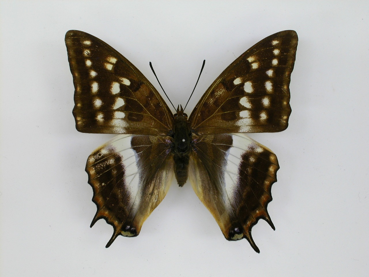 https://www.hitohaku.jp/material/l-material/butterfly-wing/4-polyura-eudamippus/af-0121.jpg