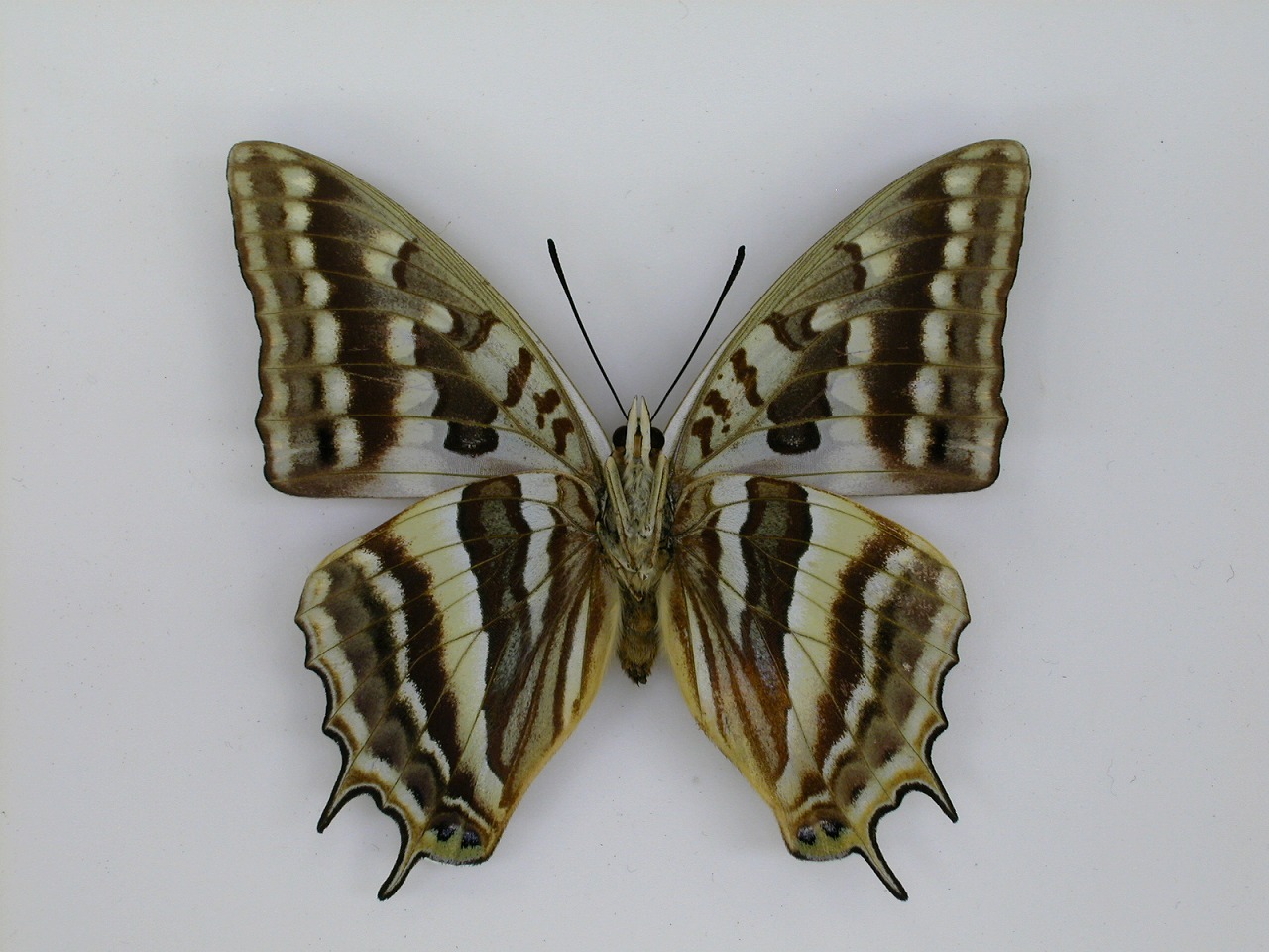 https://www.hitohaku.jp/material/l-material/butterfly-wing/4-polyura-eudamippus/af-0122.jpg