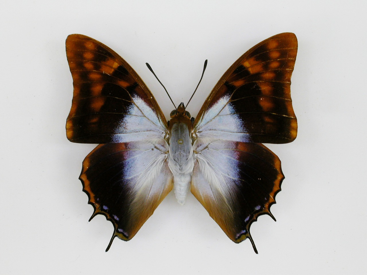 https://www.hitohaku.jp/material/l-material/butterfly-wing/4-polyura-eudamippus/af-0163.jpg