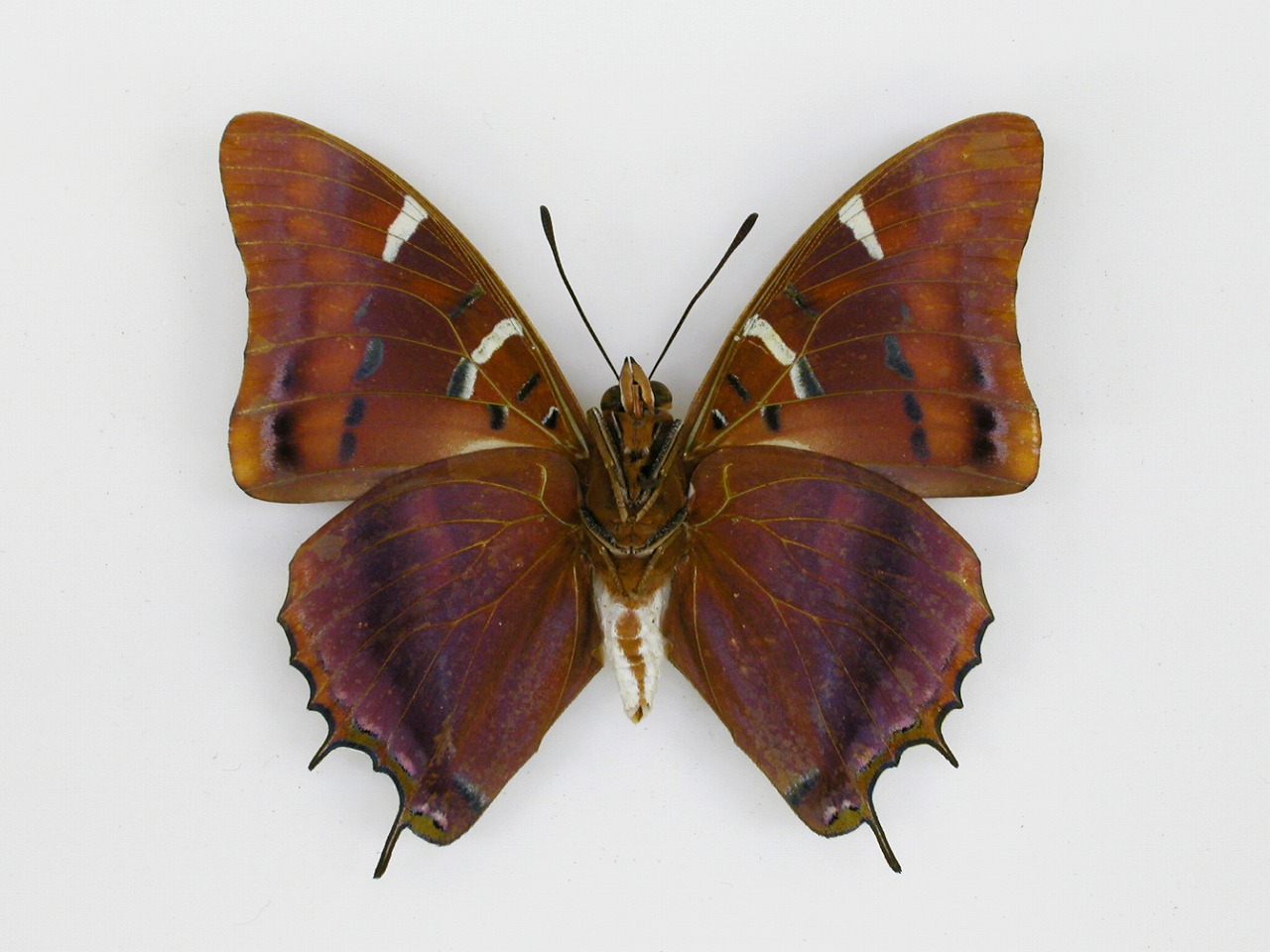 https://www.hitohaku.jp/material/l-material/butterfly-wing/4-polyura-eudamippus/af-0164.jpg