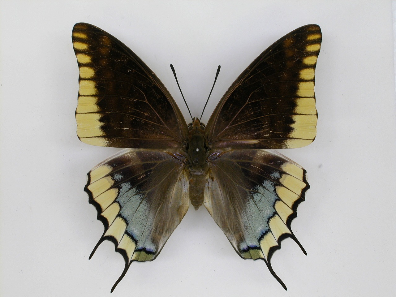 https://www.hitohaku.jp/material/l-material/butterfly-wing/4-polyura-eudamippus/af-0177.jpg