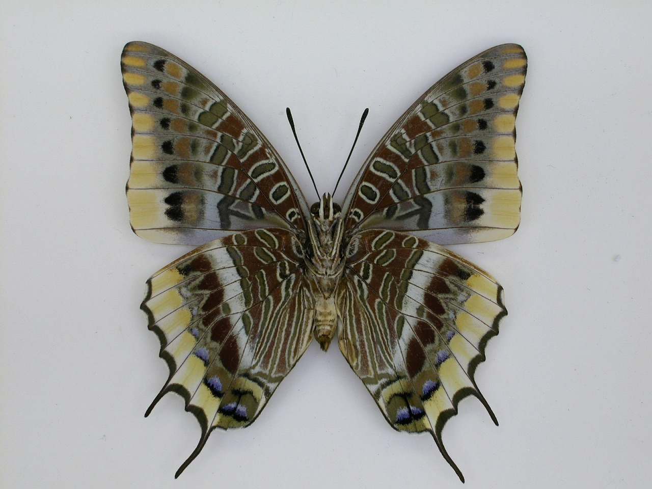https://www.hitohaku.jp/material/l-material/butterfly-wing/4-polyura-eudamippus/af-0178.jpg