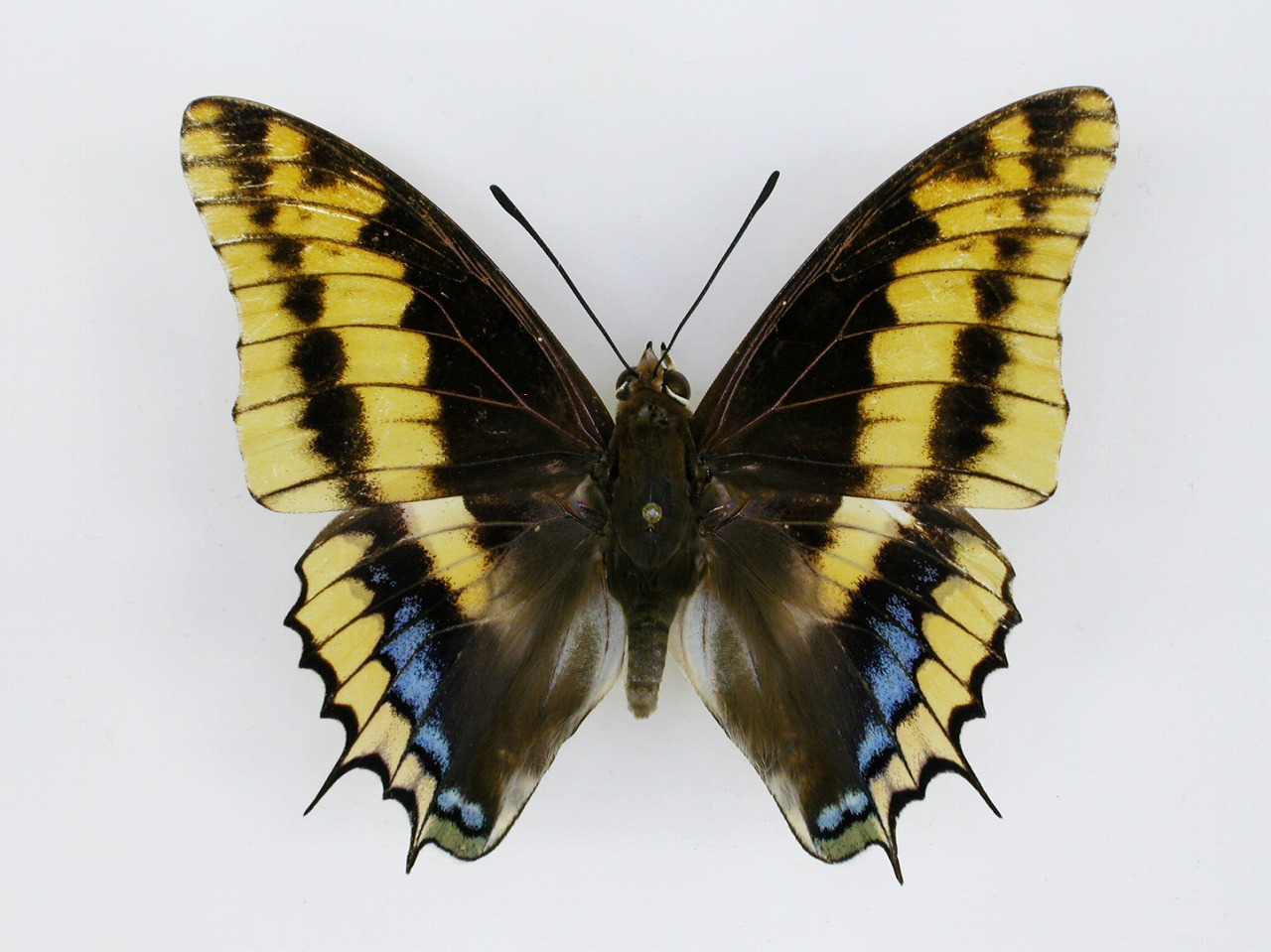 https://www.hitohaku.jp/material/l-material/butterfly-wing/4-polyura-eudamippus/af-0189.jpg