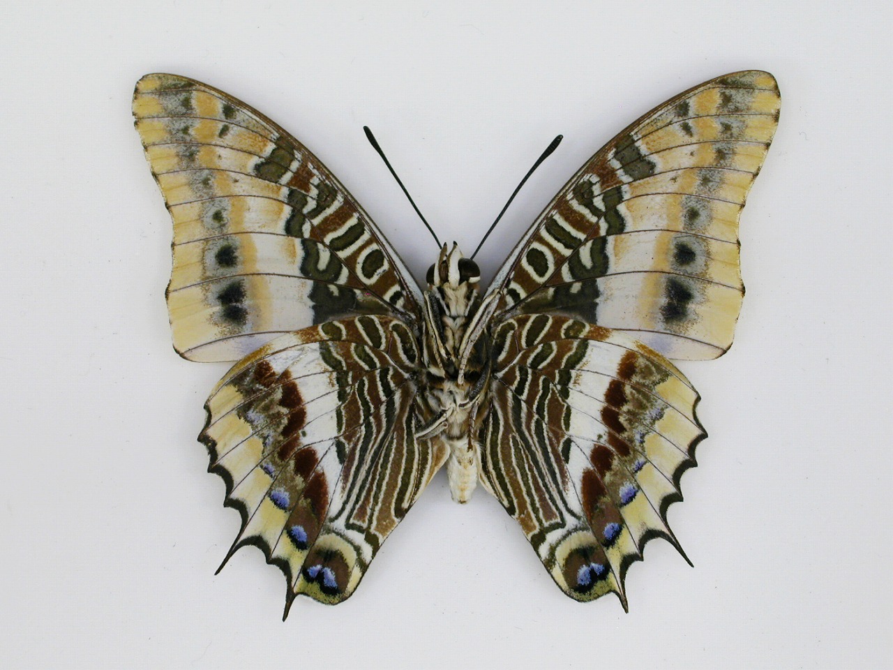 https://www.hitohaku.jp/material/l-material/butterfly-wing/4-polyura-eudamippus/af-0190.jpg