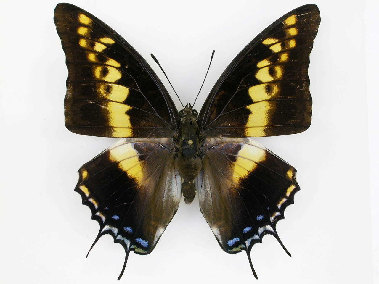 https://www.hitohaku.jp/material/l-material/butterfly-wing/4-polyura-eudamippus/af-0203.jpg